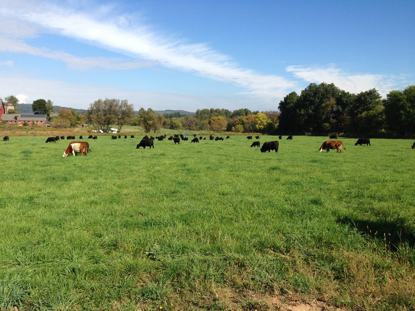 Cotton Cattle Company farm